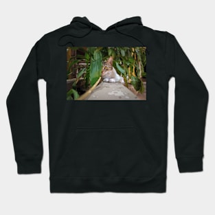 cute cat in the garden Hoodie